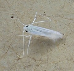 Stegommata sulfuratella