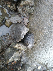 Nerita albicilla