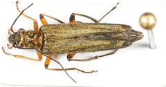 Oedemera podagrariae