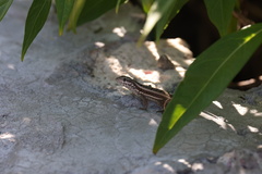 Leiocephalus personatus