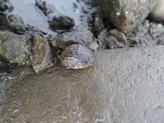 Nerita albicilla
