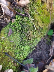 Fissidens taxifolius