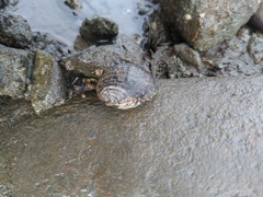 Nerita albicilla