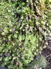 Fissidens taxifolius