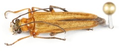 Oedemera podagrariae
