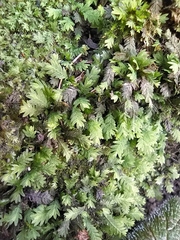 Fissidens taxifolius