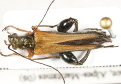 Oedemera podagrariae