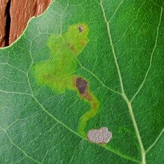 Stigmella populetorum