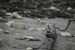 Chordeiles acutipennis