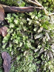 Fissidens taxifolius