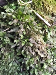 Fissidens taxifolius