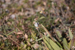 Cupido comyntas texana