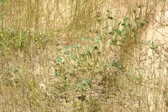 Coronilla scorpioides