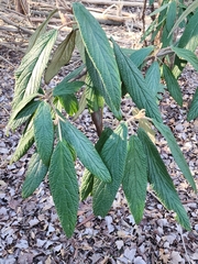Viburnum rhytidophyllum