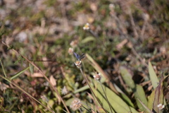 Cupido comyntas texana