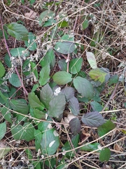 Rubus