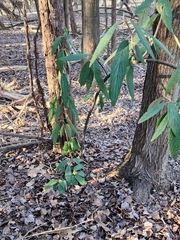 Viburnum rhytidophyllum