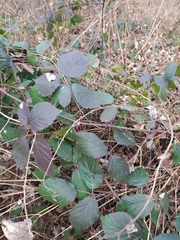 Rubus