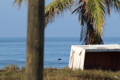 Nannopterum brasilianum