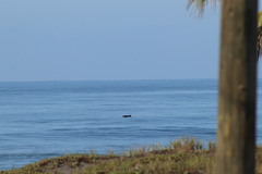 Nannopterum brasilianum