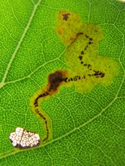 Stigmella populetorum