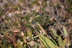 Cupido comyntas texana