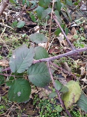 Rubus