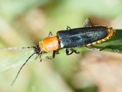 Chauliognathus tricolor