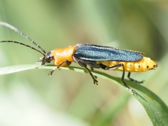 Chauliognathus tricolor
