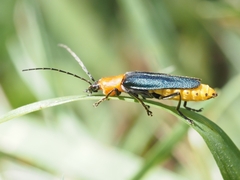Chauliognathus tricolor