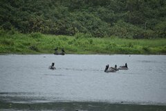 Pelecanus occidentalis