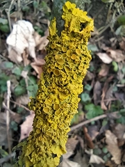 Xanthoria parietina