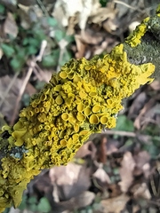 Xanthoria parietina