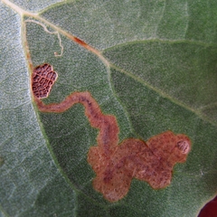 Stigmella populetorum
