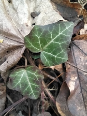 Hedera helix