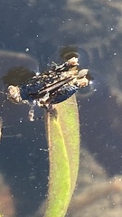 Paratettix mexicanus