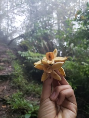 Clusiaceae