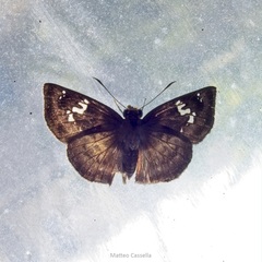 Quadrus cerialis