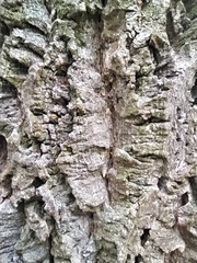 Phellodendron amurense