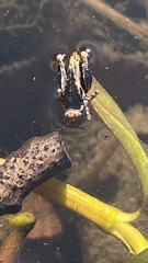 Paratettix mexicanus