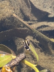 Paratettix mexicanus