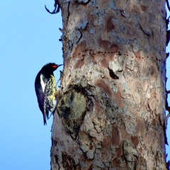 Sphyrapicus thyroideus