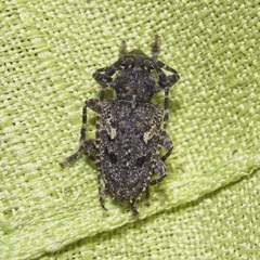 Aegomorphus circumflexus