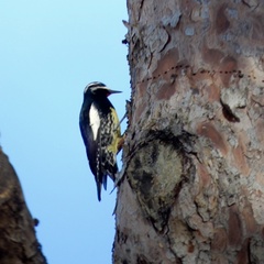 Sphyrapicus thyroideus