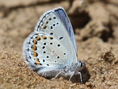 Plebejus samuelis