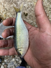 Brycon moorei