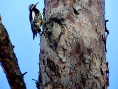 Sphyrapicus thyroideus