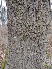 Phellodendron amurense