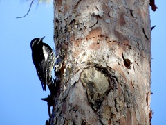 Sphyrapicus thyroideus