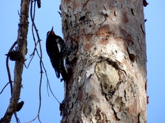 Sphyrapicus thyroideus